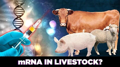 mRNA Vaccines for Livestock? - Questions For Corbett