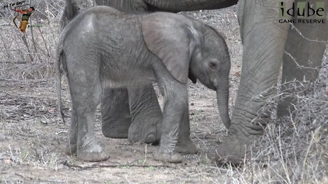 CUTE!!!! Brand New Elephant Calf! | Special Sightings | Iconic Africa