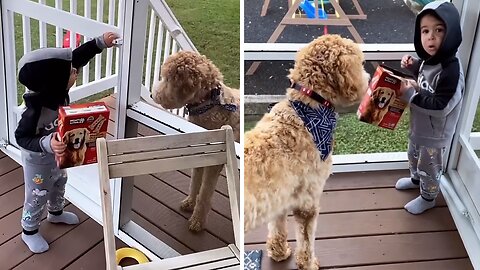 Goldendoodle Requests Treats To Come Back Inside