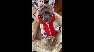 Parenting Logic | Mochi The French Bulldog