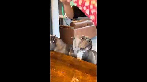 dog eating food American bully