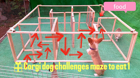 Corgi challenges maze to eat 1