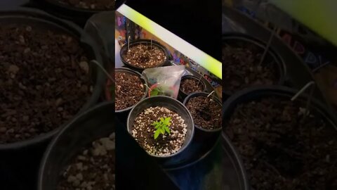 DIY carbon dioxide booster for Cannabis Plants (Indoor grow)