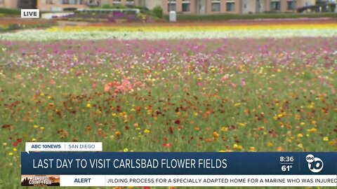 Last day to visit Carlsbad Flower Fields