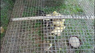 Ducklings first day on grass and the gosling and duck are out on the Grass again