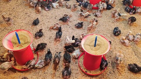 Poultry farming business plan #poultryfarming #poultryfarm #poultry