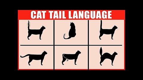 How to Read Your Cat's Tail Language