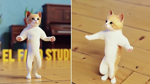 Cute cat dance 📽️