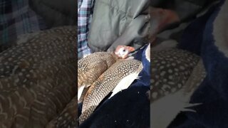 Disabled guinea fowl getting comfortable with new owner