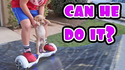 PUPPY ON HOVERBOARD!