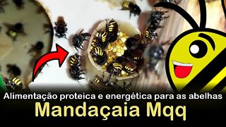 Alimentação proteica e energética para as abelhas Mandaçaia
