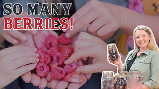 Better than Candy (How to Freeze Dry Berries)