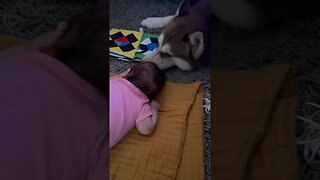 Husky tries to help baby