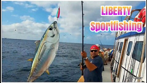 (38) 09/15/2017 - Paul's Yellowfin tuna aboard the LIBERTY out of Fisherman's Landing