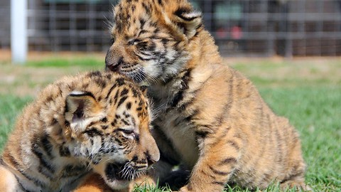Taligers: Half Tiger Half Liger Cubs Born In USA