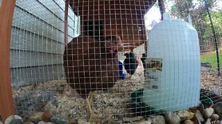 My Backyard Chickens - Episode 74