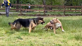 OMG! German Shepherd Attacks Pitbull At Park