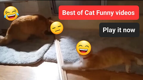 Funny Cat Videos 😆😆