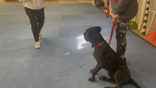 Queen Sophia Kay of the South AKC leave it lesson day 5 class