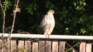 A Visit from a Cooper's Hawk