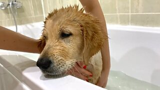 My Golden Retriever Puppy Gets His First Bath