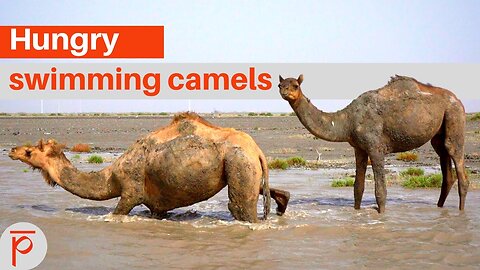 Swimming camels in search of food in Jamnagar, Gujarat