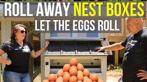Roll Away Nest Box : Does It Work?