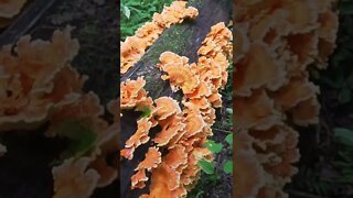 50 Pounds of Chicken of the Woods Mushrooms! Foraging / Survival / Bushcraft