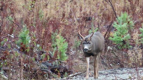 Blacktail Deer Hunting 2021: Buck down!