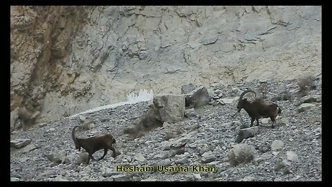 Ibex hunting by Hesham Usama Khan