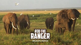 Amboseli Elephants Head To Mount Kilimanjaro's Foothills | Zebra Plains Safari