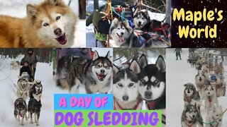 Dog Sledding Canada With 200 Rescued Dogs | Malamutes + Siberian Husky's