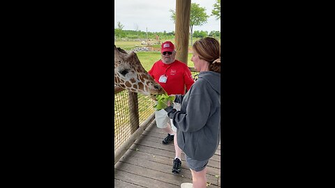 Feeding a giraffe at the Columbus Zoo