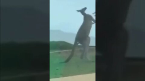 Kick Boxing by 2 Kangaroos. Fierce Fighting in the Middle of the Street