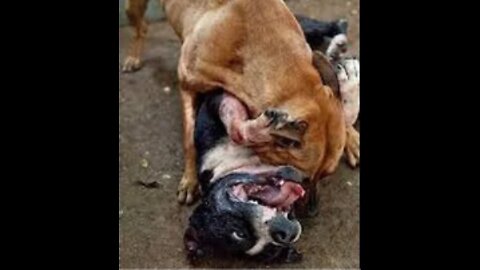 Pitbull attack Dogs