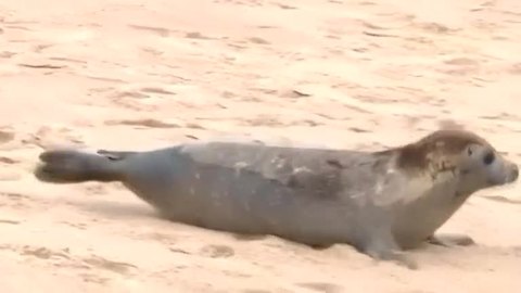 Seal named after New England Patriots player re-released into wild