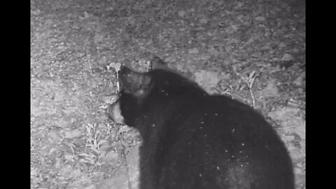 Part 1 of 3: Curious Bear Case: Part 1/3