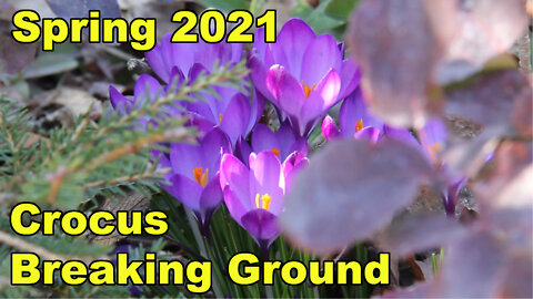 Spring Crocus with Waltz of the Flowers by Tchaikovsky