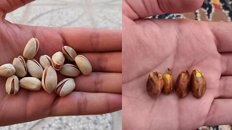 Growing pistachios, the best way to plant pistachios, growing pistachios for beginners