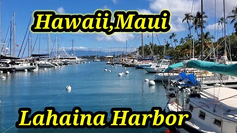 Hawaii, Maui-Lahaina Harbor walking tour🇺🇸