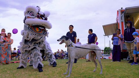 Lion Dance CNY Chinese New Year Midweek Munchies Perth Australia.