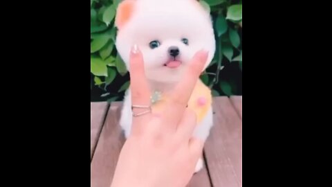 Pomeranian cute doggy