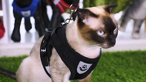 Adjustable Breathable Reflective Cat Harness and Leash Escape