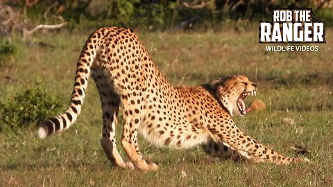 Cheetah Coalition Relaxing | Lalashe Mara Ripoi Safari