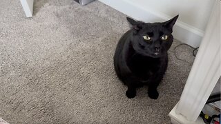 Adopting a Cat from a Shelter Vlog - Cute Precious Piper Guards the White Nightstand