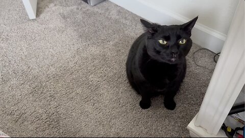 Adopting a Cat from a Shelter Vlog - Cute Precious Piper Guards the White Nightstand