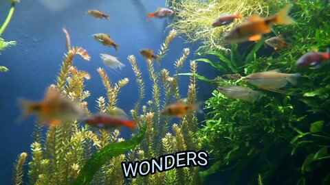 Beautiful Coloured Fishes deep water#fishes#seacreature #beautiful #wonders #nature #wow #shorts