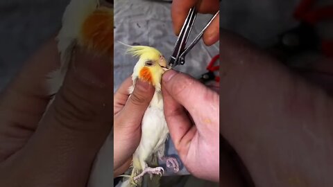 "Growing Up of Adorable Pets" Parrot Breeding Parrots