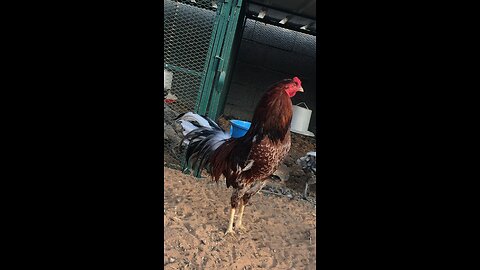 Yoko chicken - new breed