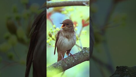 Common nightingale